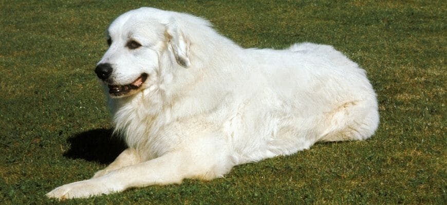 пиренейская горная собака и маламут