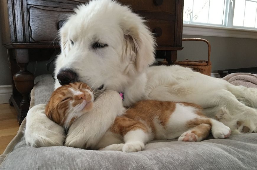 Пиренейская горная собака и кошка