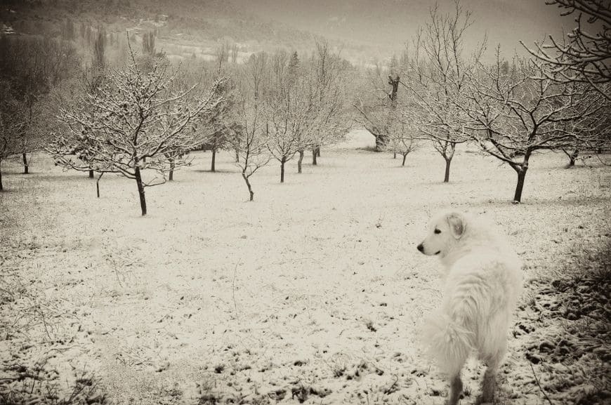 Пиренейская горная собака: история породы