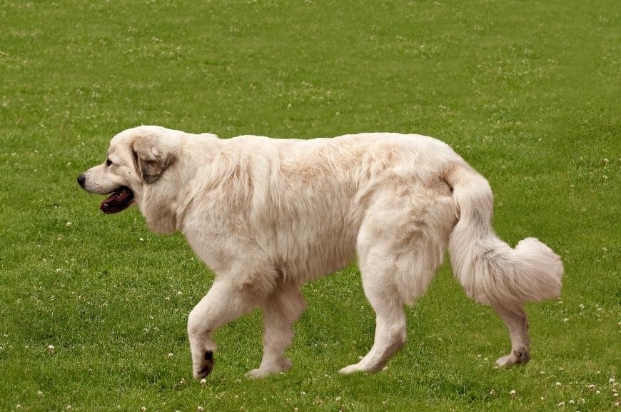 Пиренейская горная собака описание породы