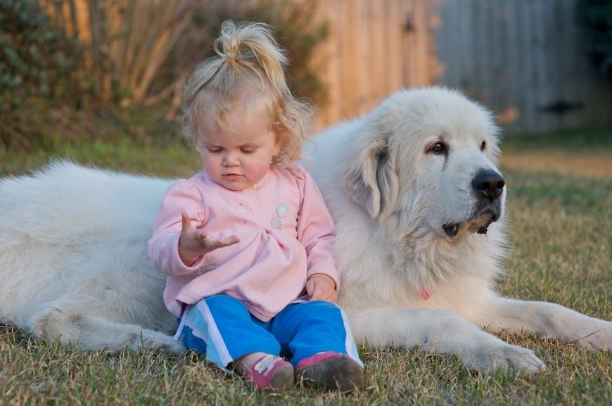 Пиренейская собака с ребенком 