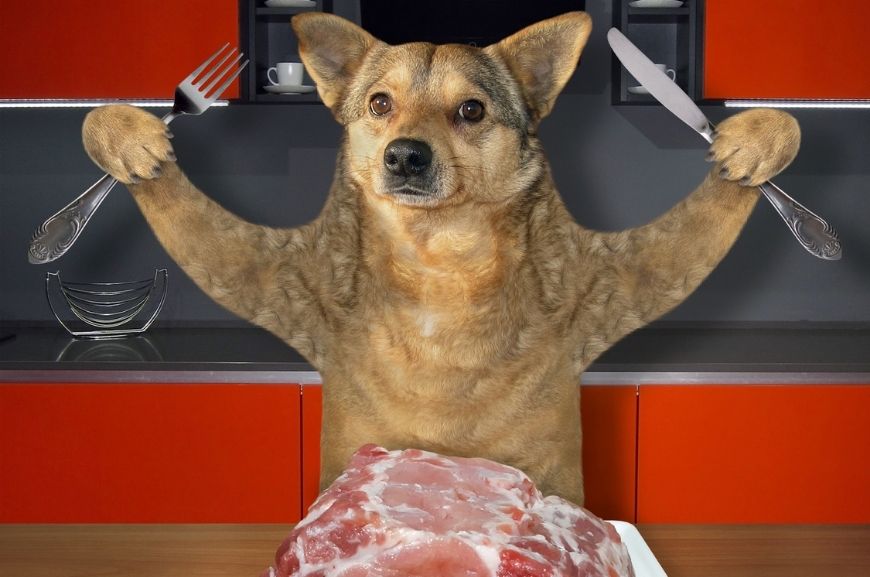 Почему собакам нельзя свинину?