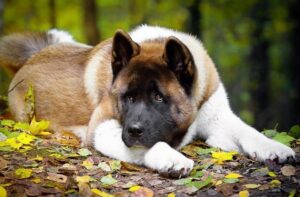 Собака американская акита Фото американской акиты