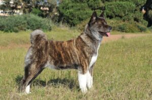 Тигровая американская акита Американская акита тигрового окраса