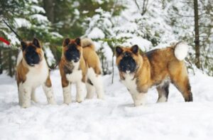 Американские акиты зимой Фото американских акит зимой