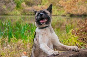 Порода собак американская акита Порода американская акита