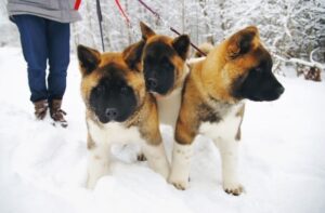 Три щенка американской акиты Три щенка породы американская акита