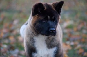 Фото американской акиты Красивое фото американской акиты