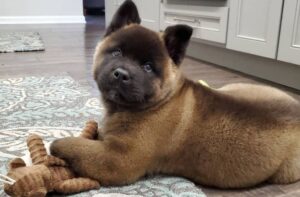 Американская акита: щенок Американская акита: красивый щенок