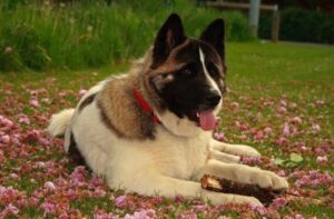 Американская акита: фото Американская акита: красивое фото