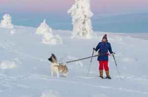 Американская акита с хозяйкой Американская акита с хозяйкой: зимнее фото
