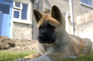 Щенок американской акиты Милый щенок американской акиты