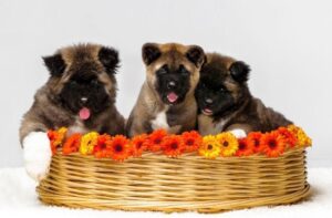 Красивые щенки породы собак американская акита Три щенка американской акиты