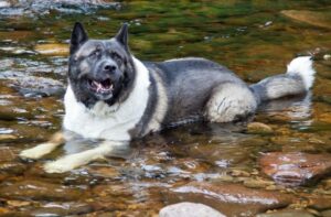 Американская акита в реке Американская акита купается в реке