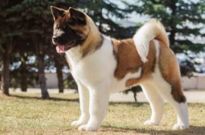 Порода американская акита Американская акита: фото