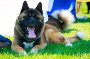 Американская акита: особенности породы Американская акита: все особенности