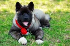 Щенок породы американская акита Американская акита: милый щенок