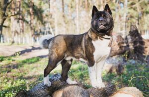 Порода собаки американская акита Акита американская