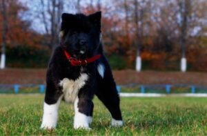 Черно-белый щенок породы американская акита Щенок черно-белого окраса породы американская акита