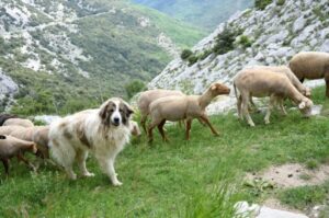Горная пиренейская собака пасет стадо овец