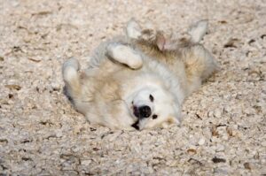 Пиренейская горная собака греется на камешках