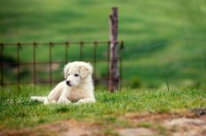 Пиренейская горная собака: щенок