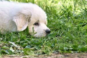 Щенок пиренейской горной собаки