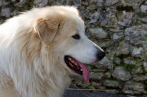 Пиренейская горная порода собак