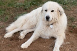 Пиренеец лежит на земле