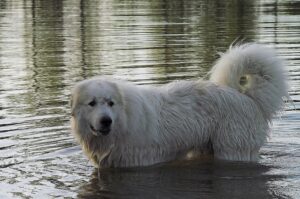 Пиренейская горная собака в воде