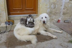 Пиренейская горная собака с двумя кошками