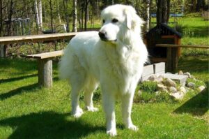 Горная пиренейская собака: фото