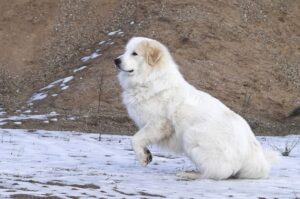 Большая горная пиренейская собака