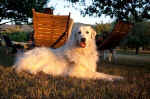 Порода пиренейская горная собака: фото