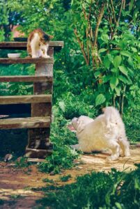 Горная пиренейская собака играет с кошкой