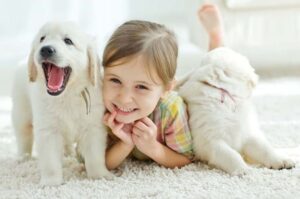 Девочка и щенки горной пиренейской собаки