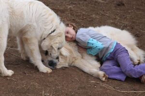 Пиренейские горные собаки, как няньки