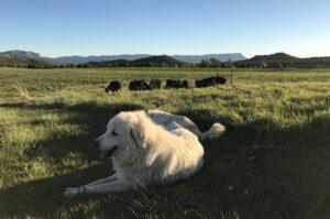 Пиренейская горная собака пасет скот