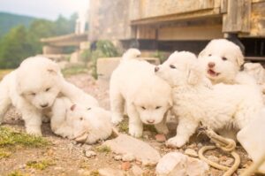 Щенки пиренейской горной собаки