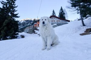 Зимнее фото пиренейской горной собаки