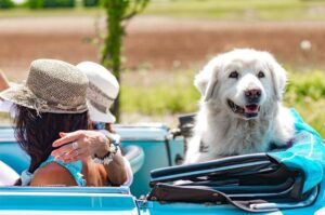 Пиренейская горная собака едет в автомобиле