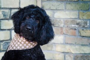 Черный португальский вассерхунд