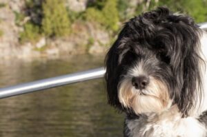 Красивый португальский водолаз