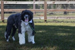 Португальский водолаз