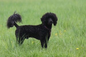 Португальская водяная собака черная, стрижка подо льва