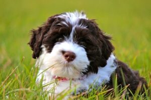 Милый щенок португальской водяной собаки