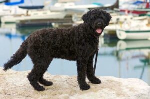 Португальская водяная собака черного окраса
