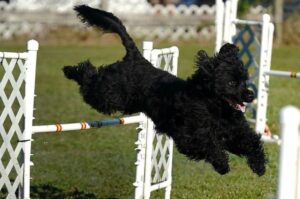 Португальская водяная собака в прыжке