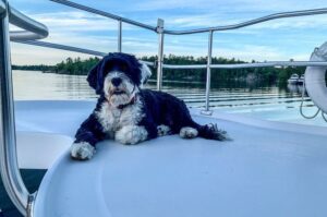 Португальская водяная собака на корабле