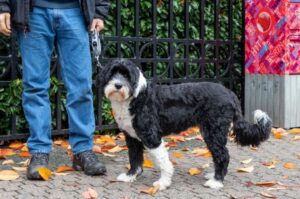 Португальская водяная собака с хозяином на прогулке